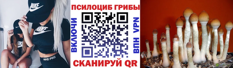 Купить где  Пермь  Псилоцибиновые грибы Psilocybe 